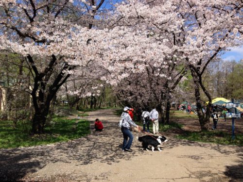 秋ヶ瀬公園の桜
